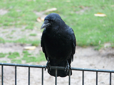 black bird thumbnail