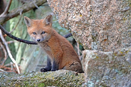 brown fox sitting on brown rock thumbnail