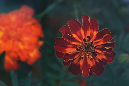 Selective Focus Photography of Orange Petaled Flowers thumbnail