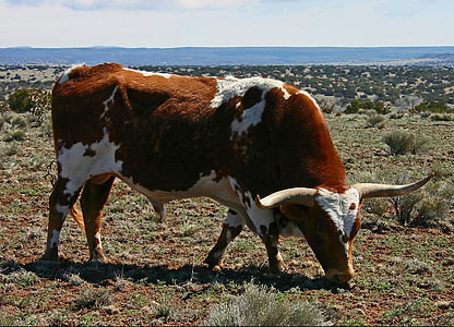 white and brown cow thumbnail