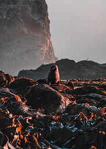 sea lion sitting on brown rock near mountain at daytime thumbnail