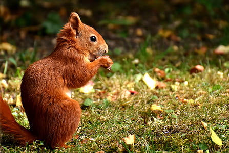 focused photo of brown squirrel thumbnail