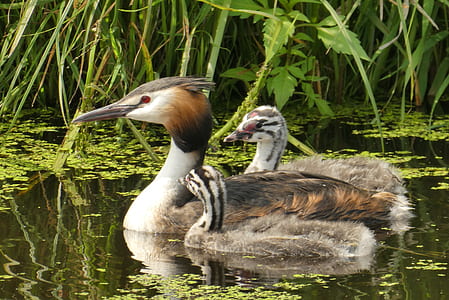 three brown mallard ducks on body of water thumbnail