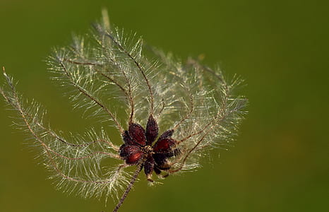 white and brown withered flower in close-up photography thumbnail
