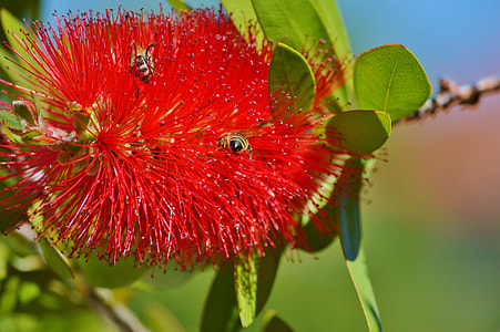 red flower surrounded by bees thumbnail