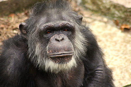 selective focus of monkey thumbnail