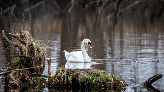 white swan on lake thumbnail