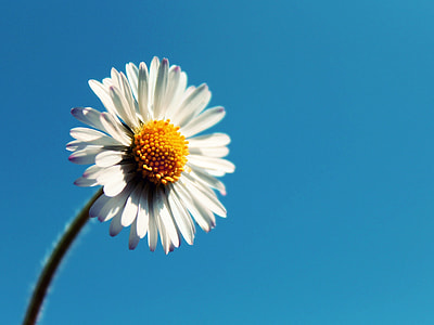 macro shot photography of white flowers thumbnail