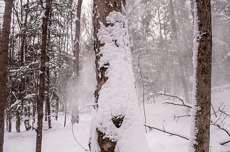 Trees Covered With Snows at Daytime thumbnail