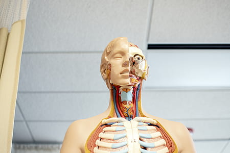 human anatomy mannequin thumbnail