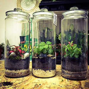 three plant and soil filled clear glass jars thumbnail