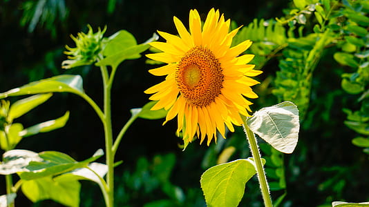 sunflower flower thumbnail