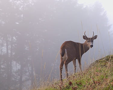 brown deer on grass field in mist thumbnail