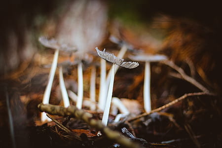 macro photography of white mushrooms thumbnail
