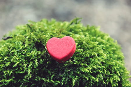 heart-shaped red decor selective focal phoot thumbnail
