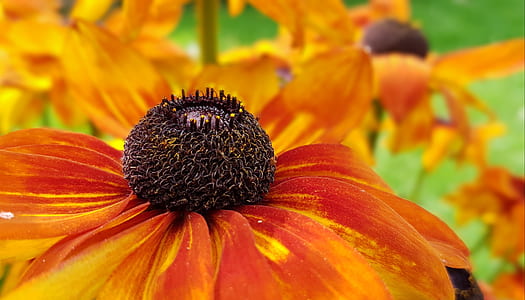 red flowers thumbnail