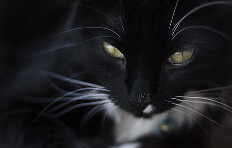 black cat thumbnail