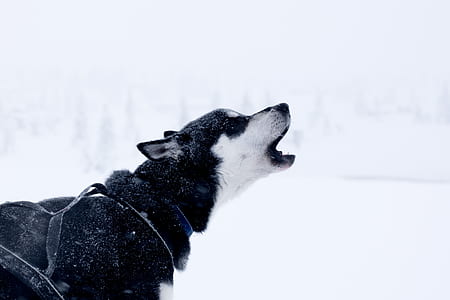 white and black Alaskan malamute thumbnail