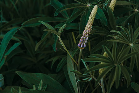 Yellow Flower and Green Leaf Plant thumbnail