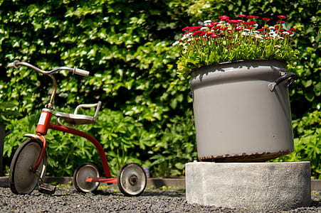 flowers, garden, playing, pot thumbnail