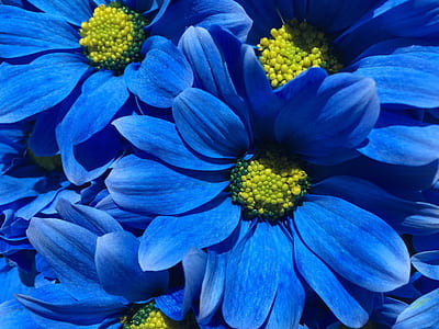 blue flowers thumbnail
