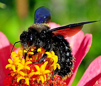 Insects On The Flower, Drvodělka Purple thumbnail