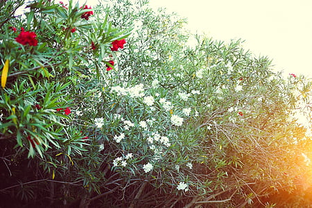 white and red flowers bloom at daytime thumbnail