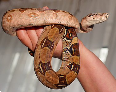 brown and white python thumbnail