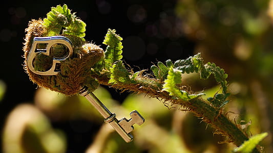 gray skeleton key on fern plant thumbnail