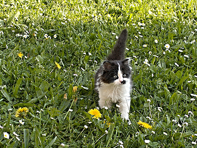 black and white cat walking on grass thumbnail