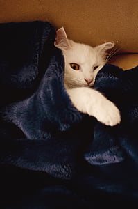 short-haired white cat lying on bed covered with blue blanket thumbnail