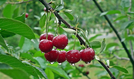 red cherries in selective focus photography thumbnail