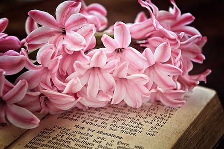 pink petaled flowers on book thumbnail