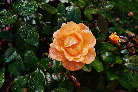 orange rose with dew drops at daytime thumbnail