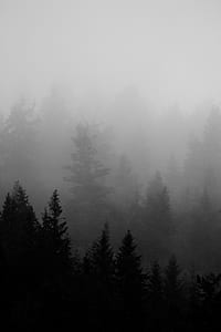 spruce trees surrounded by clouds thumbnail