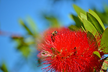 Lemon Bottlebrush, Callistemon Citrinus thumbnail