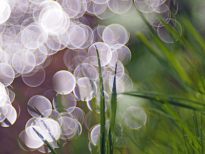 green grasses thumbnail