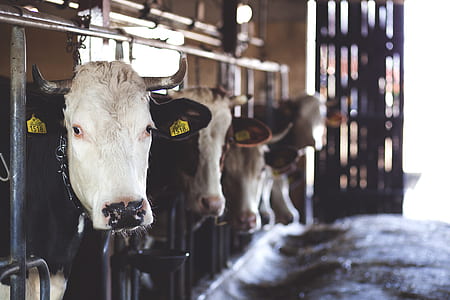 White Cow in Cattle House thumbnail