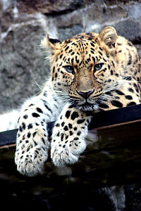 Leopard laying on a black metal frame during day time thumbnail