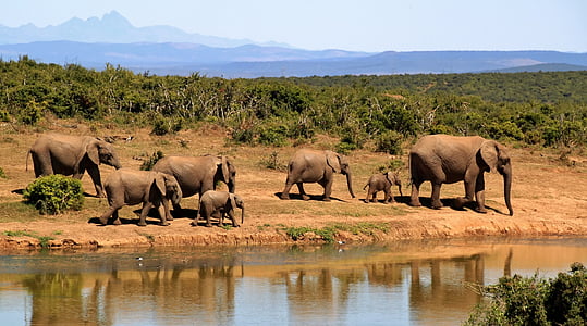 brown elephants near body of water thumbnail