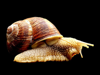 macro shot of snail thumbnail