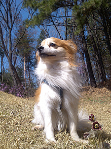 long-coated white and brown dog sitting on grass thumbnail