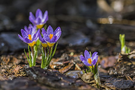 selective focus photography of purple petaled flowers thumbnail