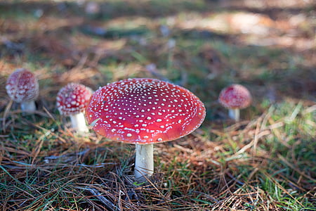 shallow focus photography of red mushrooms on soil thumbnail