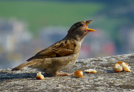closeup photo of brown sparrow on brown groudn thumbnail
