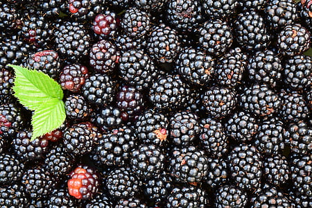 shallow focus photography of raspberries thumbnail