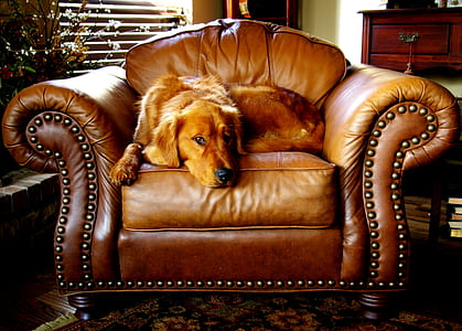 wood, dog, inside, window thumbnail