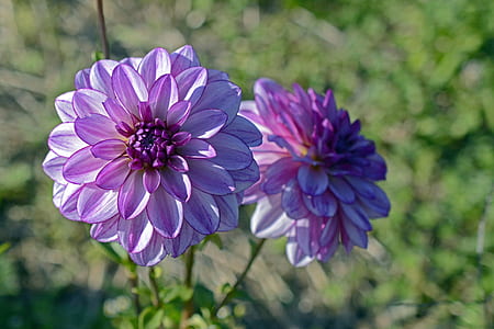 purple flowers thumbnail