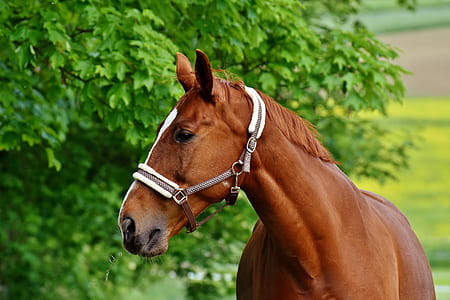 photo of horse head with tree on background thumbnail
