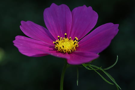 low light photography of purple petaled flowers thumbnail